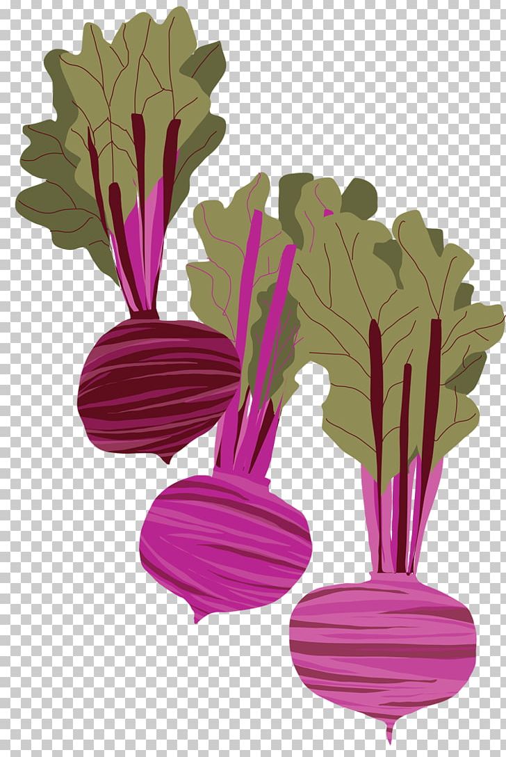 Beetroot Drawing Watercolor Painting PNG, Clipart, Art, Art Museum, Beetroot, Chard, Drawing Free PNG Download