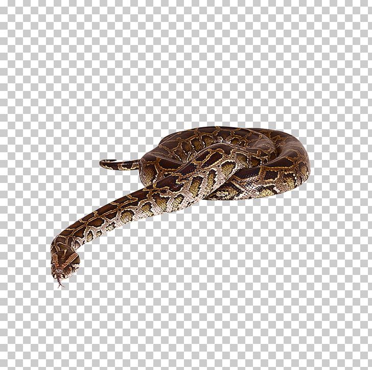 Snake Reptile Animal PNG, Clipart, 3d Computer Graphics, Animals, Cartoon Snake, Crawl, Gratis Free PNG Download