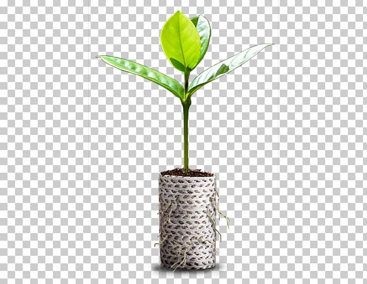 Sutherland Seedlings Paper Sowing Centre De Production Forest PNG, Clipart, Artifact, Bedding, Centre De Production, Container, Cutting Free PNG Download