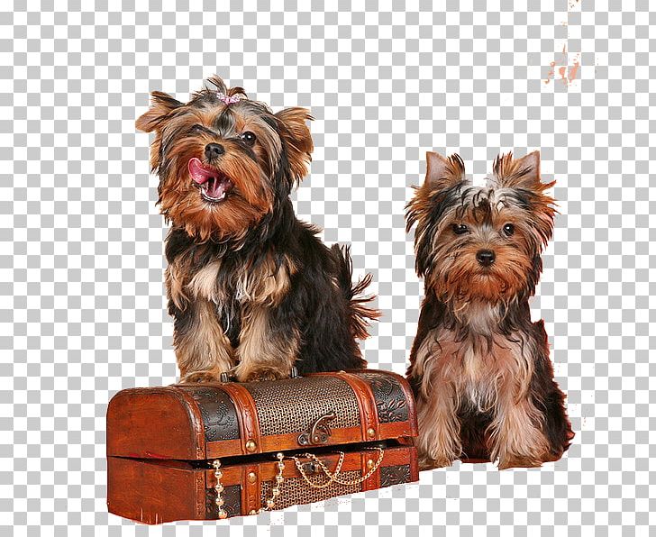 Yorkshire Terrier Australian Silky Terrier Puppy Companion Dog Dog Breed PNG, Clipart, Animals, Australian Silky Terrier, Breed, Carnivoran, Companion Dog Free PNG Download