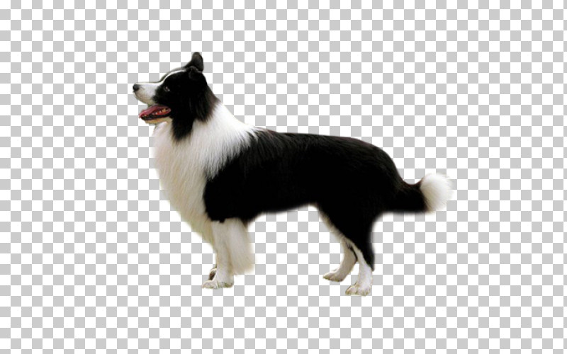 Border Collie PNG, Clipart, Border Collie, Dog, Herding Dog, Karelian Bear Dog, White Free PNG Download