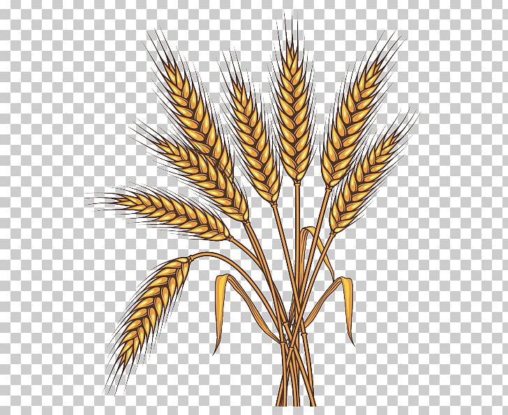 Emmer Graphics Stock Illustration PNG, Clipart, Cereal, Cereal Germ, Commodity, Ear, Einkorn Wheat Free PNG Download