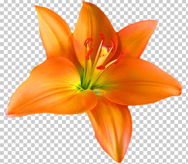 Stock Photography Depositphotos PNG, Clipart, Amaryllis, Amaryllis Belladonna, Autumn, Autumn Leaf Color, Cut Flowers Free PNG Download