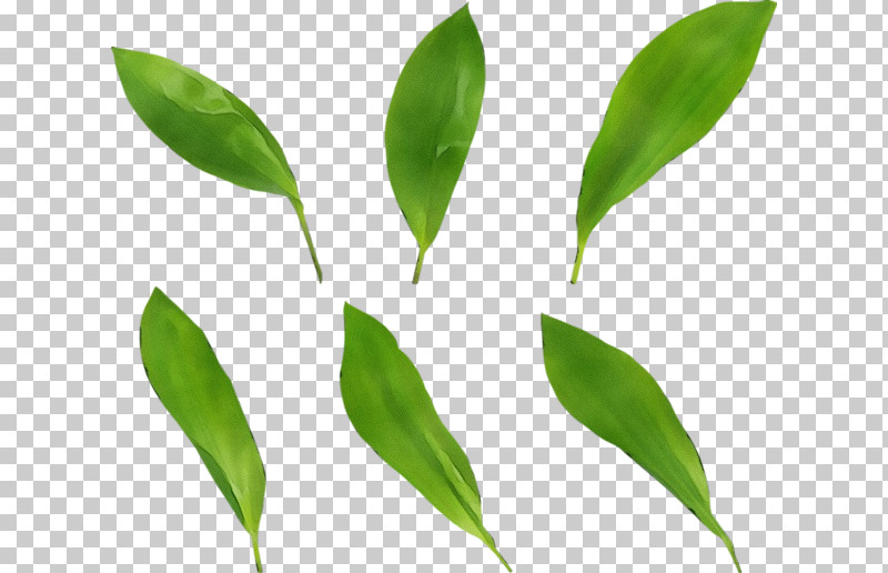 Leaf Plant Stem Grasses Commodity Plant PNG, Clipart, Biology, Commodity, Grasses, Leaf, Paint Free PNG Download