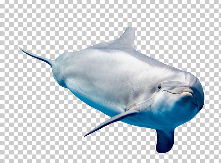 Common Bottlenose Dolphin White-beaked Dolphin Rough-toothed Dolphin Short-beaked Common Dolphin Tucuxi PNG, Clipart, Animals, Aquatic, Aquatic Creatures, Cute Dolphin, Dolphine Free PNG Download