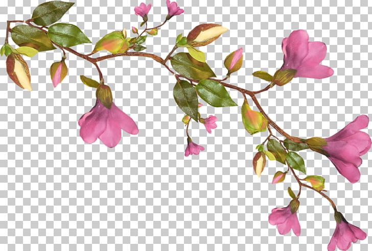 Flower PNG, Clipart, Blossom, Blue, Branch, Bud, Cherry Blossom Free PNG Download