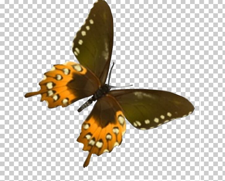 Monarch Butterfly Brush-footed Butterflies Mister Smile Of Joy Park The Vajont Dam Disaster PNG, Clipart, Arthropod, Brush Footed Butterfly, Butterfly, Corriere Della Sera, Eni Free PNG Download