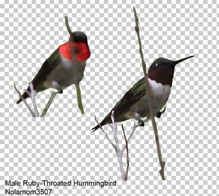 Beak Finch Hummingbird M Animal PNG, Clipart, Animal, Beak, Bird, Fauna, Finch Free PNG Download