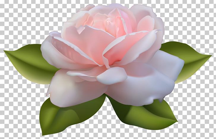 Centifolia Roses PNG, Clipart, Beautiful, Clip Art, Clipart, Desktop Wallpaper, Download Free PNG Download