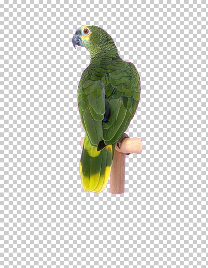 Lovebird Cockatoo Parakeet Raster Graphics PNG, Clipart, Animals, Beak, Bird, Birds, Cartoon Free PNG Download