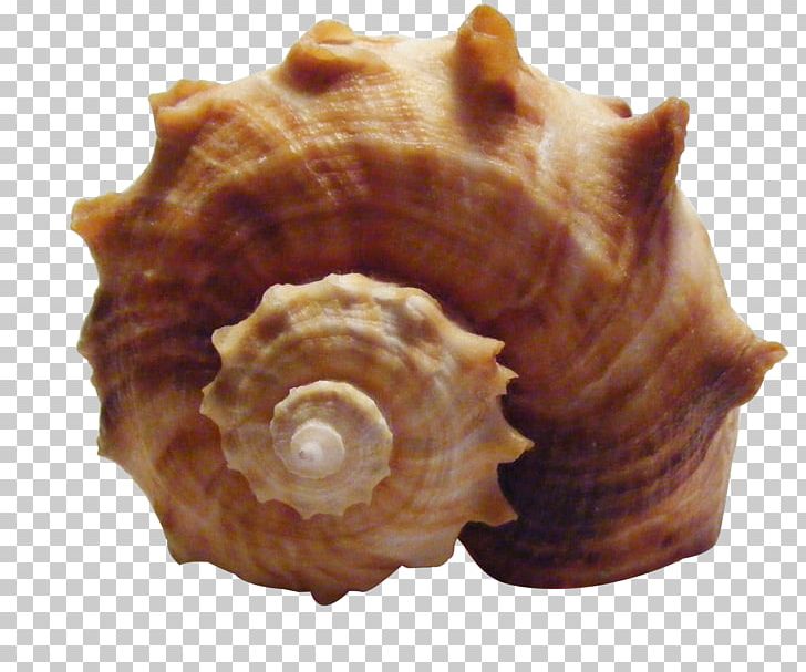 Seashell Shankha Sea Snail Conch PNG, Clipart, Animal Product, Big