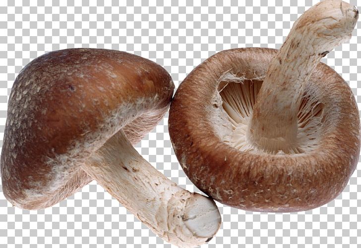 Shiitake Mushroom Food Appetite Fungus PNG, Clipart, Appetite, Diet, Dietary Fiber, Eating, Edible Mushroom Free PNG Download