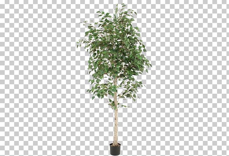 Weeping Fig Paper Birch Flowerpot Houseplant Tree PNG, Clipart, Birch, Branch, Christmas Tree, Family Tree, Fig Trees Free PNG Download