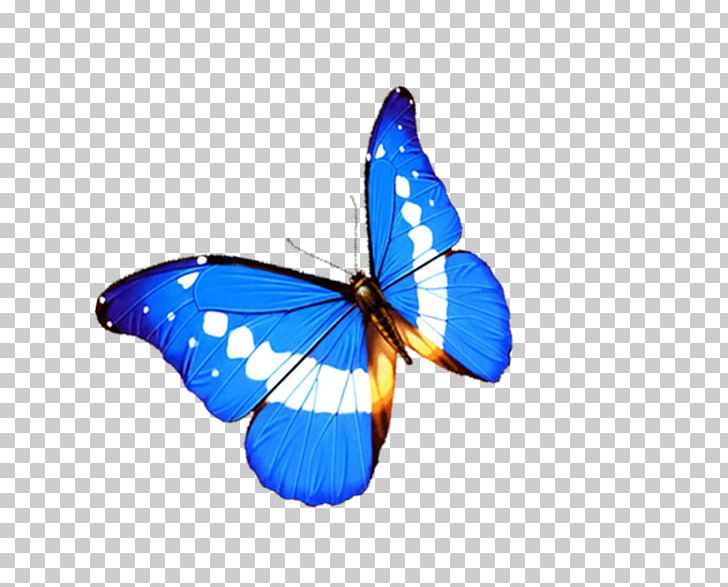 Monarch Butterfly 3D Computer Graphics PNG, Clipart, 3d Computer Graphics, Acne, Animal, Beautiful, Beautiful Scenery Free PNG Download