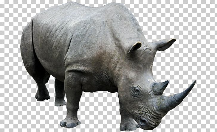 Rhino PNG, Clipart, Rhino Free PNG Download