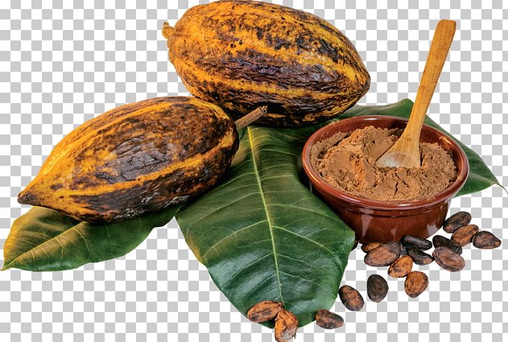 Cocoa Bean Cacao Tree Cocoa Solids Chocolate Organic Food PNG, Clipart, Baking, Cacao Tree, Chocolate, Cocoa Bean, Cocoa Solids Free PNG Download