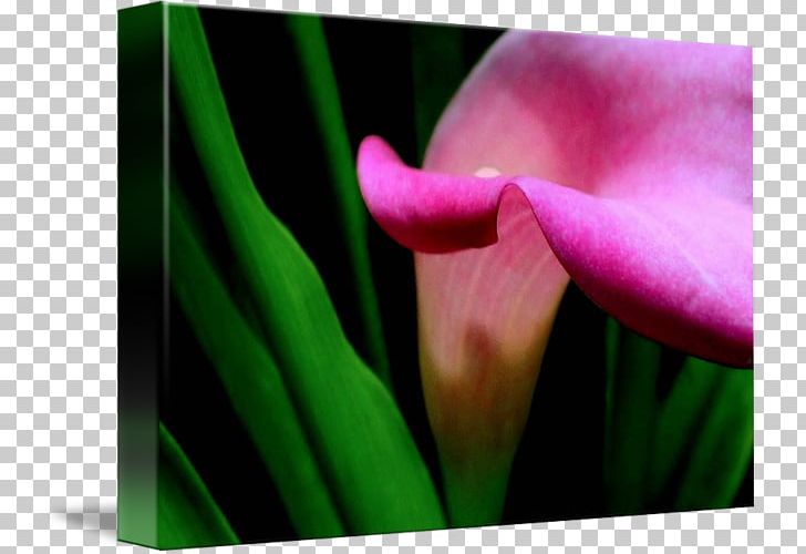 Flower Green Bud Plant Stem Purple PNG, Clipart, Arum, Bud, Callalily, Closeup, Closeup Free PNG Download