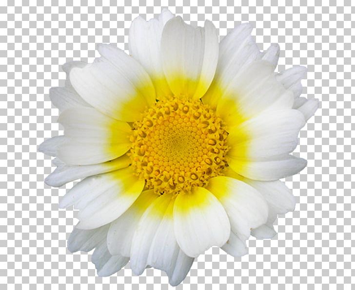 Internet Forum Imgur Sticker PNG, Clipart, Advertising, Chrysanthemum, Chrysanths, Cicek Resimleri, Daisy Free PNG Download