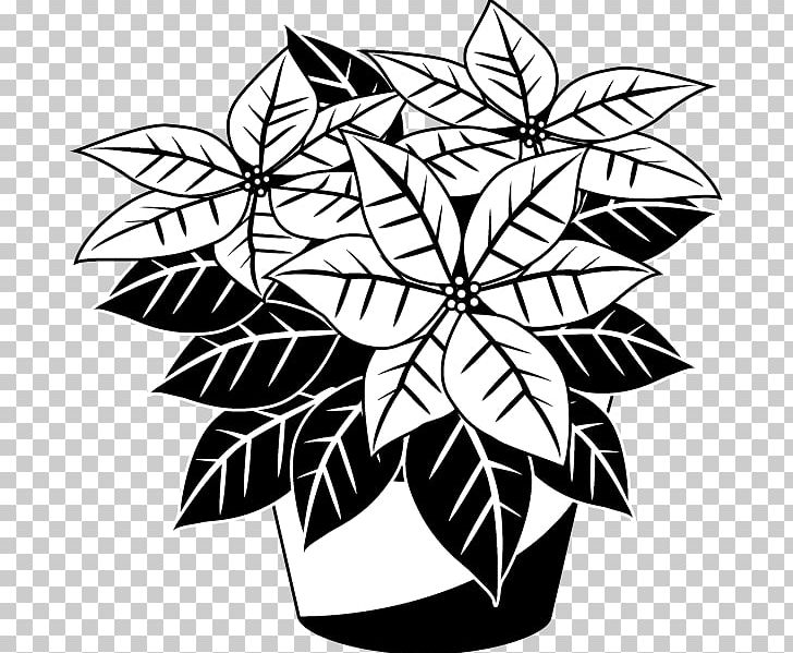 Poinsettia Drawing Black And White PNG, Clipart, Art, Black And White, Blog, Christmas, Color Free PNG Download