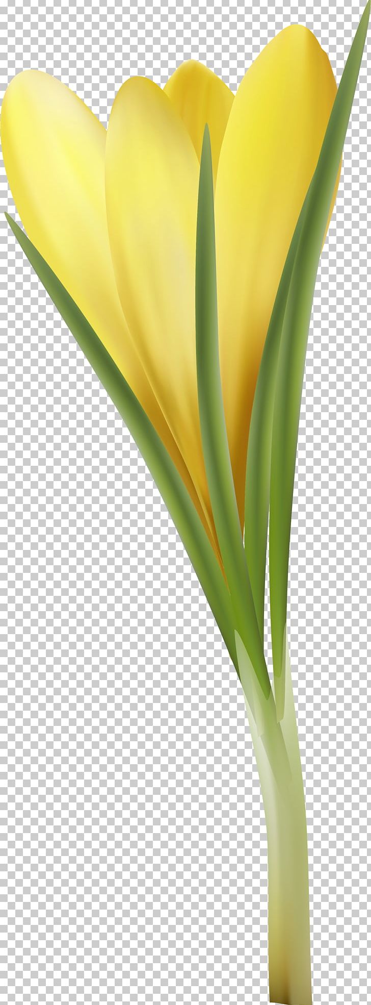 Tulip Cut Flowers Petal Plant Stem Flowerpot PNG, Clipart, Arum, Closeup, Crocus, Cut Flowers, Flower Free PNG Download