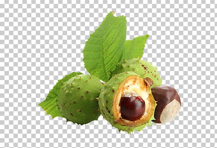 European Horse-chestnut Aescin Varicose Veins Food PNG, Clipart, Aescin, Buckeyes, Chestnut, European Horsechestnut, Extract Free PNG Download