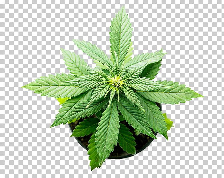Hemp Medical Cannabis Plant Cannabidiol PNG, Clipart, Cannabaceae, Cannabidiol, Cannabis, Cannabis Plant, Cannabis Sativa Free PNG Download