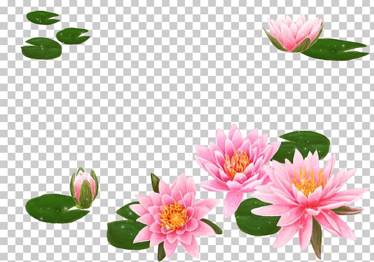 Nelumbo Nucifera Flower Water Lily Lilium PNG, Clipart, 1080p, Background, Bud, Computer Wallpaper, Dahlia Free PNG Download