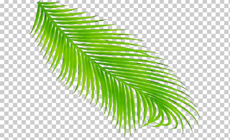 Palm Tree PNG, Clipart, Arecales, Fern, Flower, Green, Leaf Free PNG Download