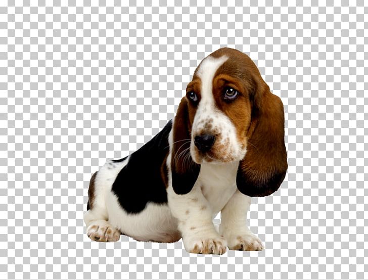 Basset Hound Puppy Golden Retriever Beagle PNG, Clipart, Animals, Basset Artesien Normand, Basset Hound, Beagle, Breed Free PNG Download