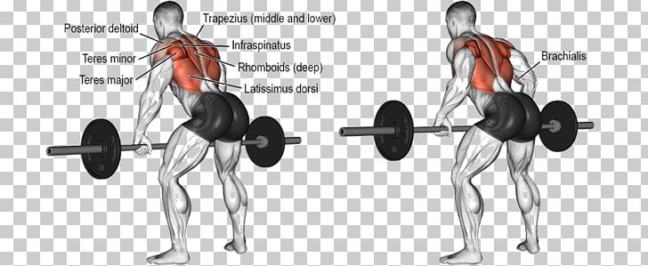 Bent-over Row Exercise Barbell Latissimus Dorsi Muscle PNG, Clipart, Arm, Barbell, Bentover Row, Biceps Curl, Deltoid Muscle Free PNG Download