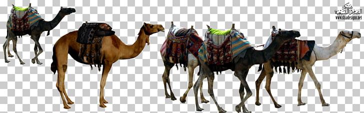 Dromedary Sahara Caravan Xerocole Jacob And Esau PNG, Clipart, Animal, Animal Camel, Animal Figure, Arabian Camel, Bedouin Free PNG Download