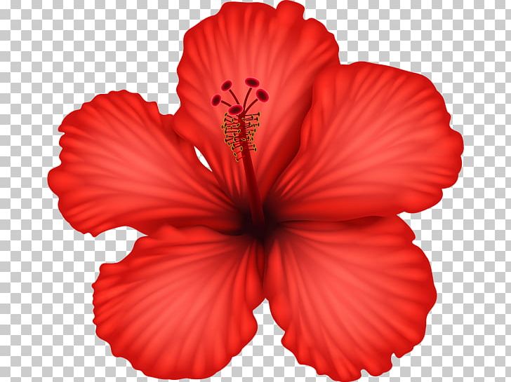 Hibiscus Alyogyne Huegelii Flower PNG, Clipart, Alyogyne Huegelii, China Rose, Chinese Hibiscus, Clip Art, Color Free PNG Download