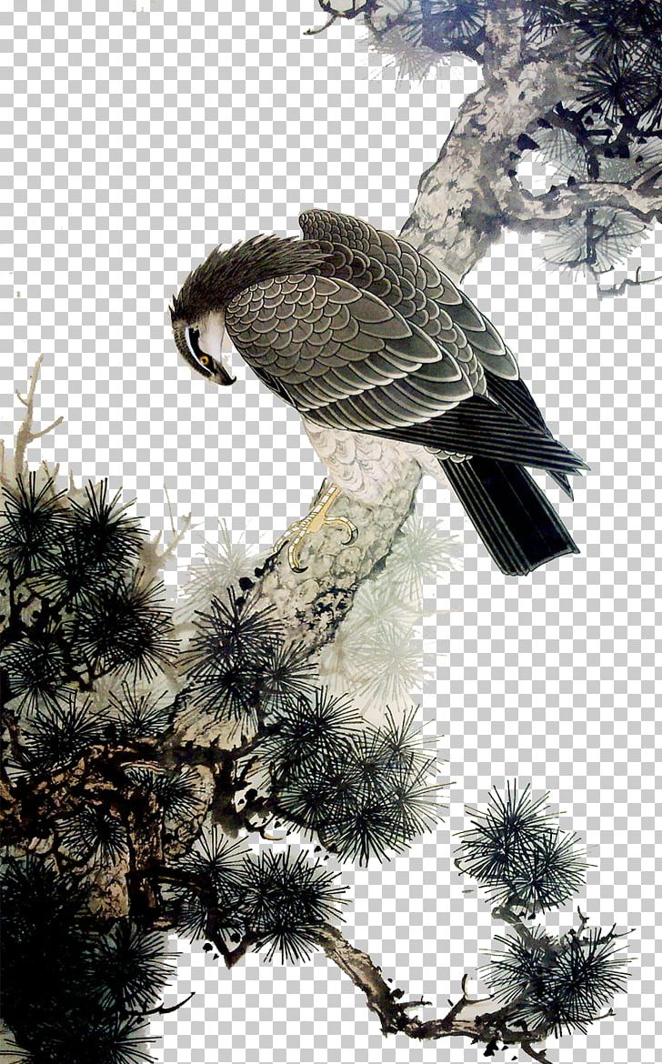 Animals Photography Branch PNG, Clipart, Animals, Art, Bald Eagle, Beak, Bird Free PNG Download