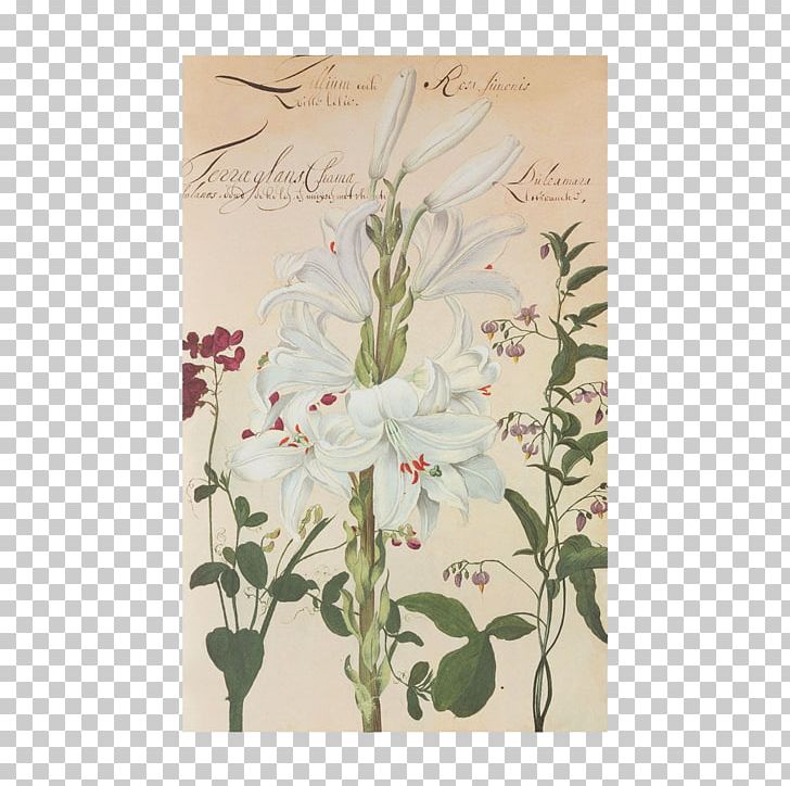 Flower Easter Lily Lilium Candidum Hortus Amoenissimus : Omnigenis Floribus PNG, Clipart, Botany, Easter Lily, Flora, Floral Design, Floristry Free PNG Download