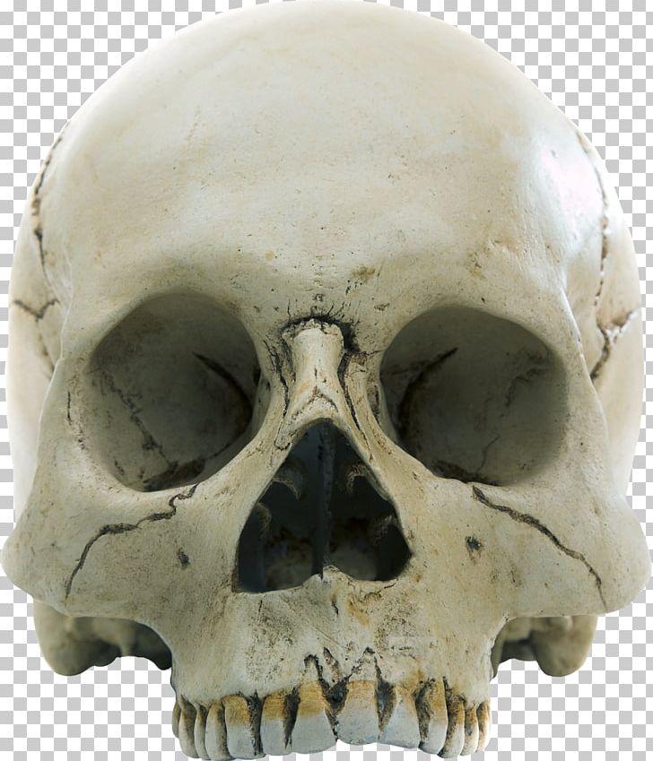 Skull Homo Sapiens Anatomy Skeleton Stock Photography PNG, Clipart, Anatomy, Bone, Facial Skeleton, Fantasy, Foramen Magnum Free PNG Download