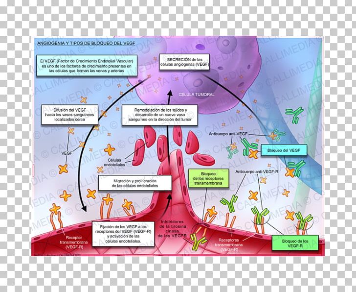 Angiogenesis Vascular Endothelial Growth Factor VEGF Receptor Physiology PNG, Clipart, Angiogenesis, Artery, Blood, Blood Vessel, Cancer Free PNG Download