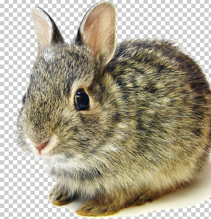 Flemish Giant Rabbit Mini Lop Netherland Dwarf Rabbit Eastern Cottontail PNG, Clipart, Animal, Animals, Big, Big Rabbit, Bunnies Free PNG Download