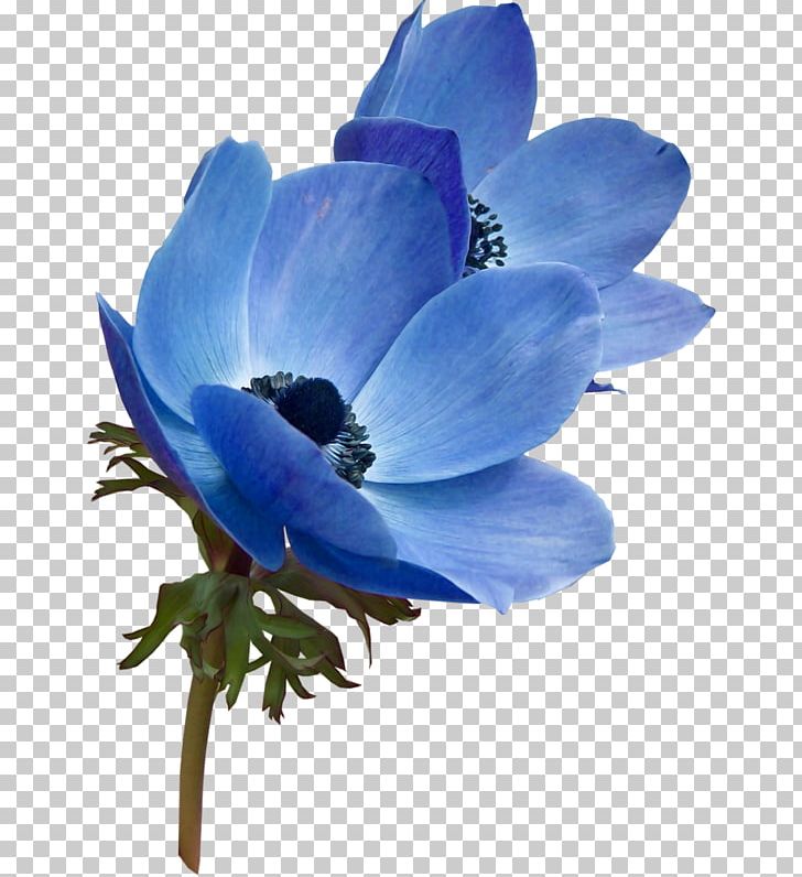Flower Blue Garden Roses Color PNG, Clipart, Anemone, Bellflower Family, Blue, Cut Flowers, Desktop Wallpaper Free PNG Download