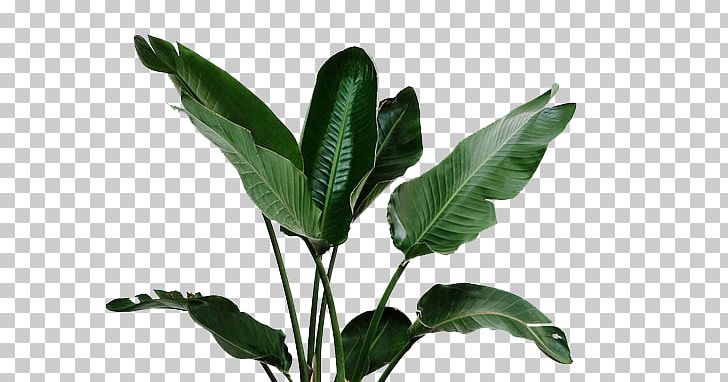 Leaf Garden Plant Watering Can Irrigation PNG, Clipart, Aquatic Plant, Autumn Leaves, Banana Leaves, Drip Irrigation, Fall Leaves Free PNG Download
