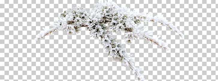 Snow Frost Winter PNG, Clipart, Black And White, Branch, Conifer, Desktop Wallpaper, Dew Free PNG Download