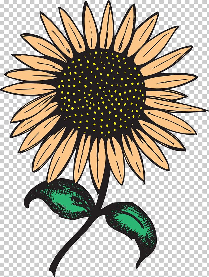 Common Sunflower Sunflower Seed Food Chain PNG, Clipart, Art, Art Flowers, Border, Clip, Common Sunflower Free PNG Download