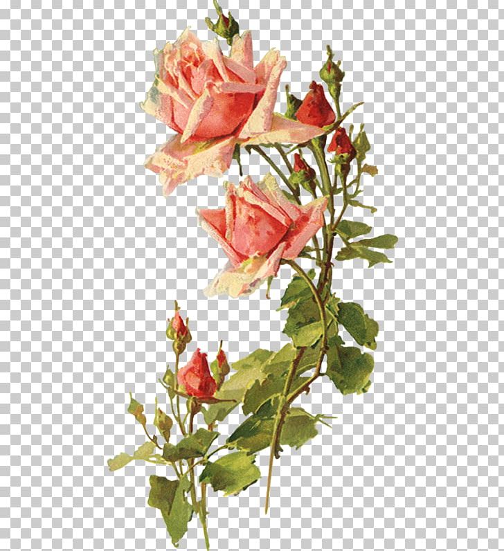Garden Roses Flower Decoupage PNG, Clipart, Cut Flowers, Decoupage, Drawing, Floristry, Flower Free PNG Download