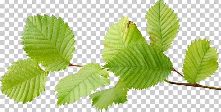 Look At Leaves Leaf PNG, Clipart, Autumn, Autumn Leaf Color, Autumn Leaves, Branch, Desktop Wallpaper Free PNG Download