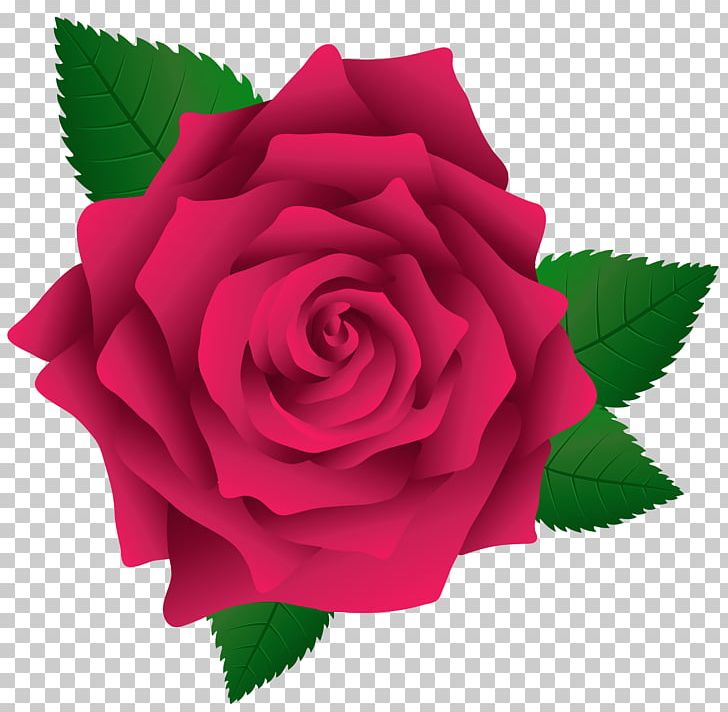 Rose Pink PNG, Clipart, Black Rose, Blog, Cli, Clip Art, Closeup Free PNG Download