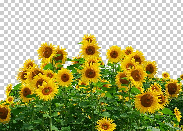 Common Sunflower Sunflower Seed Daisy Family PNG, Clipart, Annual Plant, Common Sunflower, Daisy Family, Festival, Field Free PNG Download
