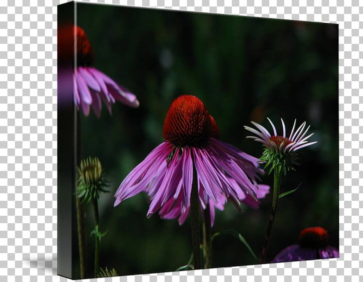 Coneflower Wildflower PNG, Clipart, Aster, Coneflower, Daisy Family, Echinacea Pallida, Flora Free PNG Download