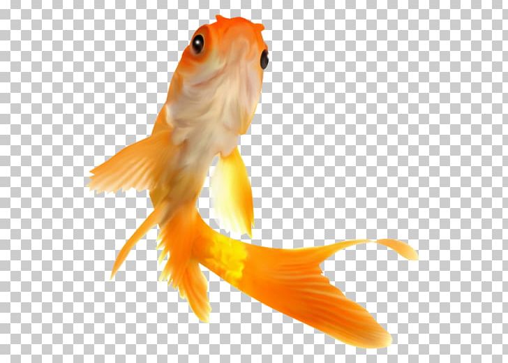 Goldfish Portable Network Graphics Feeder Fish PNG, Clipart, Animal, Animals, Bony Fish, Digital Image, Feeder Fish Free PNG Download