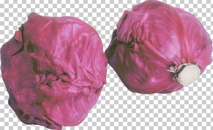 Red Cabbage Jinxiang County Vegetable Food PNG, Clipart, Auglis, Brassica Oleracea, Broccoli, Cabbage, Cut Flowers Free PNG Download