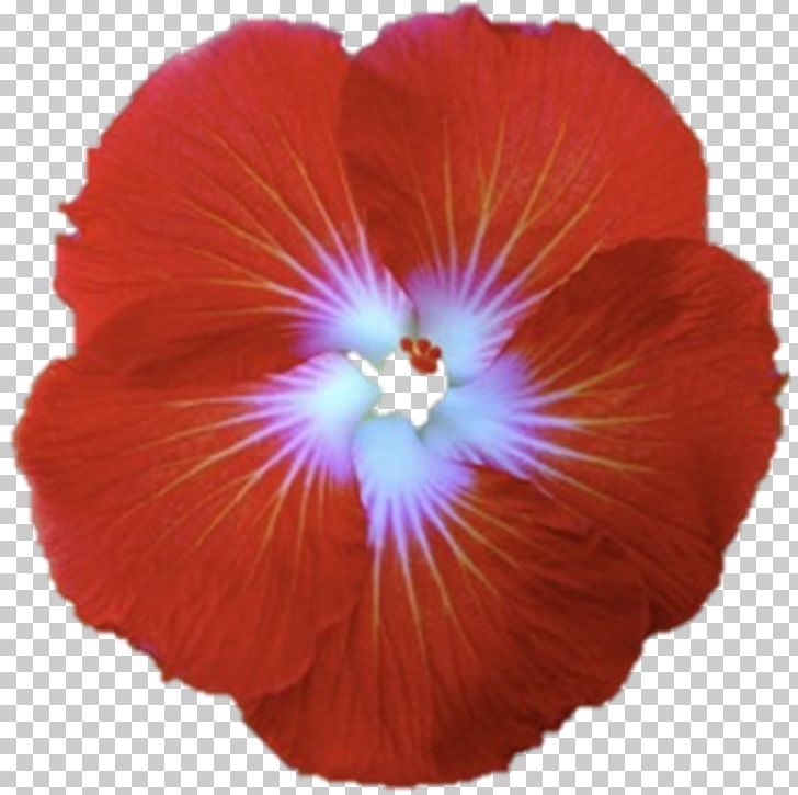 Shoeblackplant Flower Hawaiian Hibiscus Red PNG, Clipart, Blue, Color, Darshan, Floral Emblem, Flower Free PNG Download