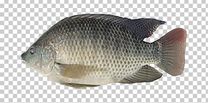 Tilapia Fish Seafood Bangladeshi Cuisine Rohu PNG, Clipart, Alzheimer, Animals, Atlantic Croaker, Bangladeshi Cuisine, Barramundi Free PNG Download